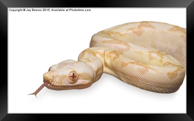  Albino Boa Constrictor snake Framed Print by Jay Beevor