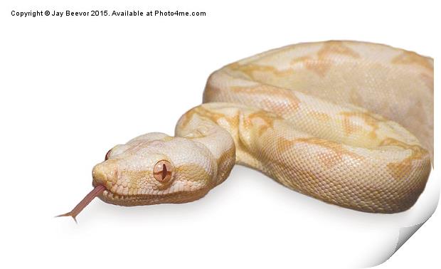  Albino Boa Constrictor snake Print by Jay Beevor