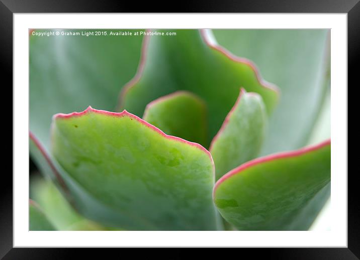  Edged in pink Framed Mounted Print by Graham Light