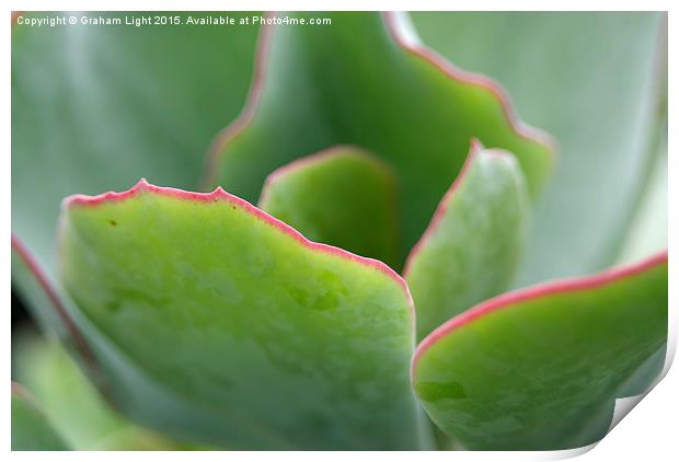  Edged in pink Print by Graham Light