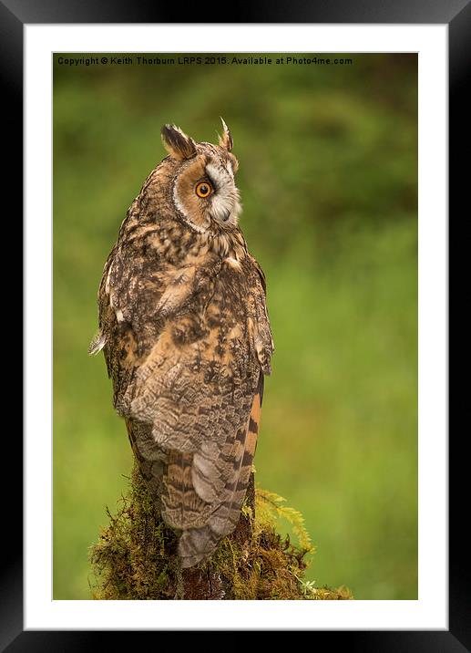 Long Eared Owl Framed Mounted Print by Keith Thorburn EFIAP/b