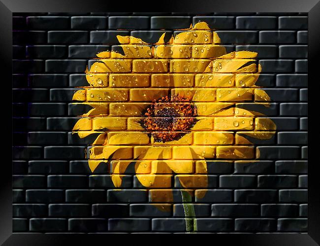 Yellow Wall Flower Framed Print by C.C Photography