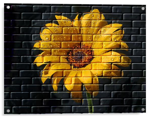 Yellow Wall Flower Acrylic by C.C Photography