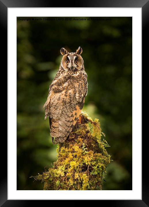 Long-Eared Owl Framed Mounted Print by Keith Thorburn EFIAP/b