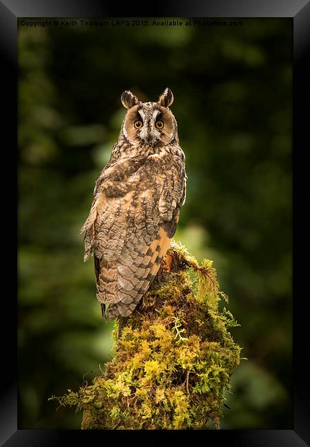 Long-Eared Owl Framed Print by Keith Thorburn EFIAP/b