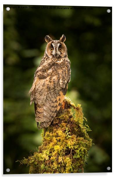 Long-Eared Owl Acrylic by Keith Thorburn EFIAP/b
