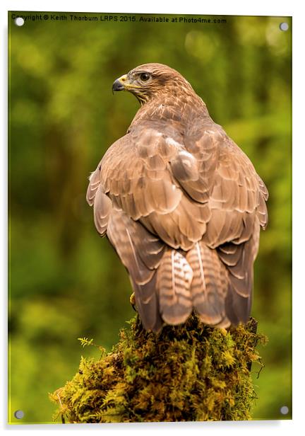 Buzzard Acrylic by Keith Thorburn EFIAP/b