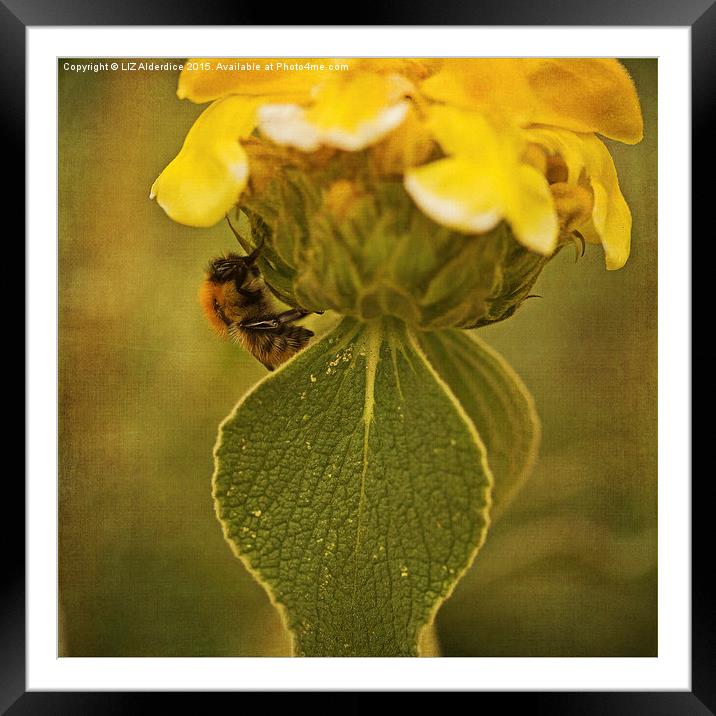  The Bee Framed Mounted Print by LIZ Alderdice