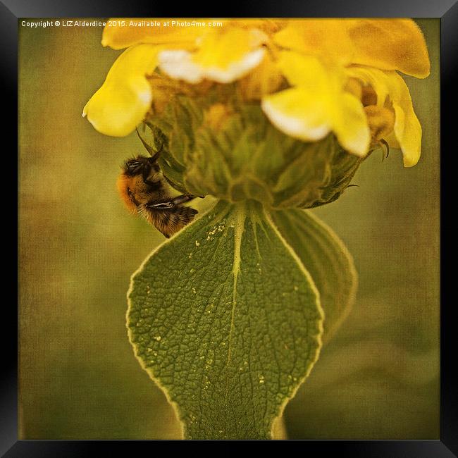  The Bee Framed Print by LIZ Alderdice