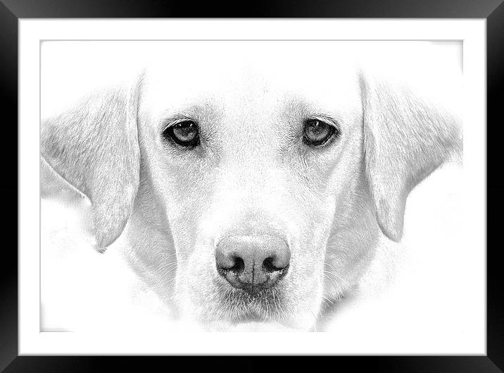  Labrador Dog Sketch Effect Framed Mounted Print by Sue Bottomley