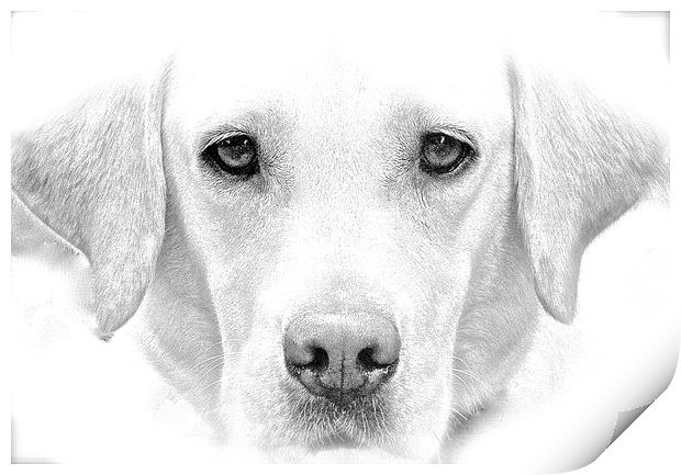  Labrador Dog Sketch Effect Print by Sue Bottomley