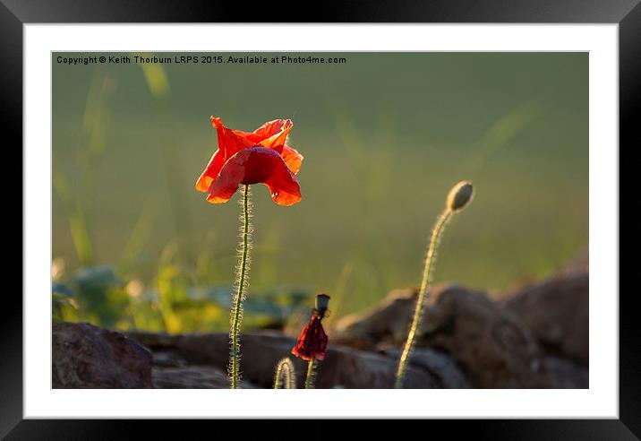 Poppy Framed Mounted Print by Keith Thorburn EFIAP/b