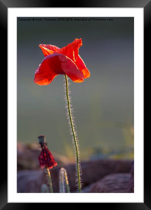 Poppy Framed Mounted Print by Keith Thorburn EFIAP/b