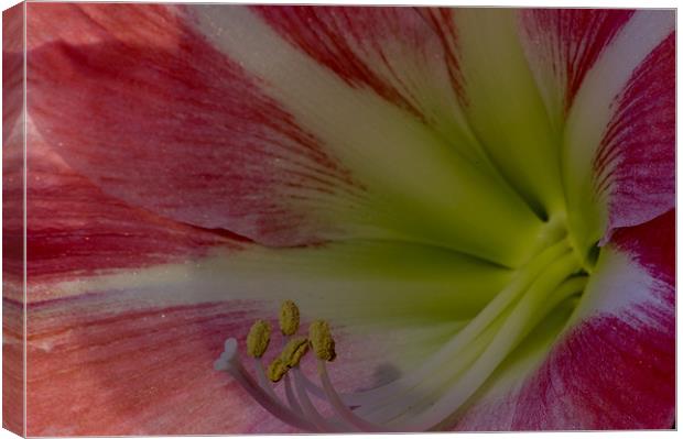 Pink Flower Close up Canvas Print by David Moate