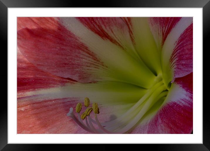 Pink Flower Close up Framed Mounted Print by David Moate