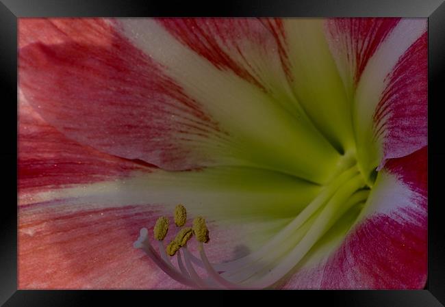 Pink Flower Close up Framed Print by David Moate