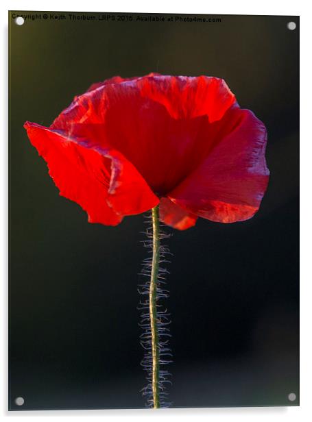 Poppy Acrylic by Keith Thorburn EFIAP/b
