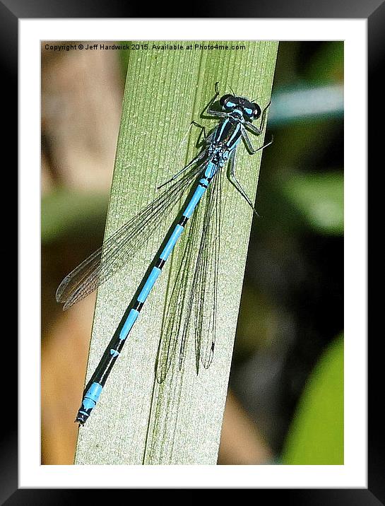 Typical British Damselfly  Framed Mounted Print by Jeff Hardwick