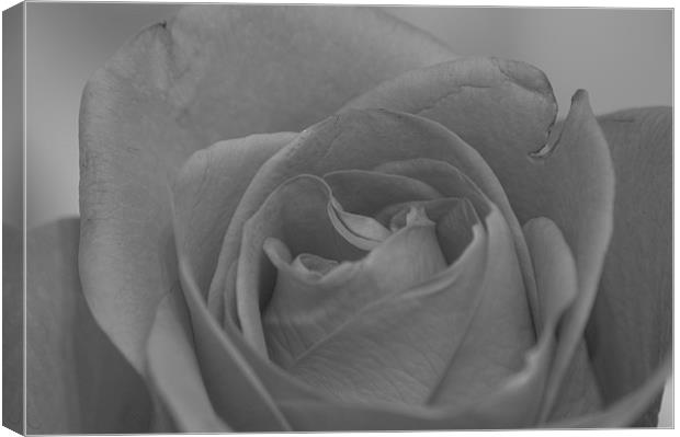 Rose Flower in Black and White Canvas Print by David Moate