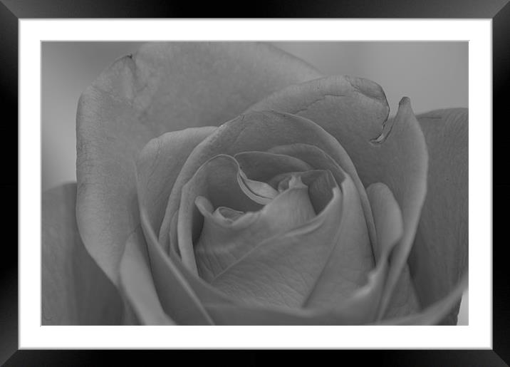 Rose Flower in Black and White Framed Mounted Print by David Moate