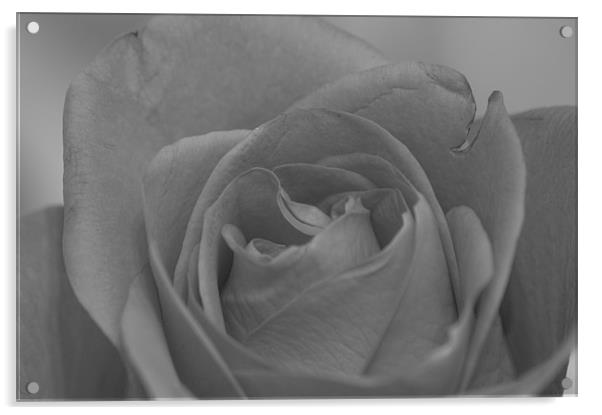 Rose Flower in Black and White Acrylic by David Moate