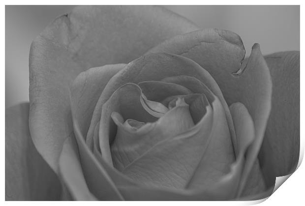 Rose Flower in Black and White Print by David Moate