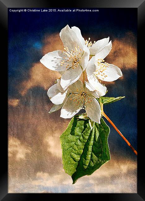  The Twilight Years Framed Print by Christine Lake