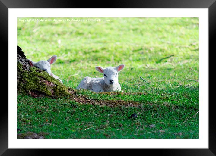  New life... Framed Mounted Print by Andy Blackburn