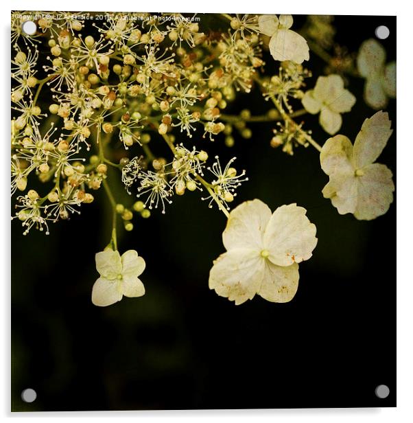  Lace Cap Viburnum Acrylic by LIZ Alderdice