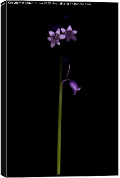 Bluebell - One Canvas Print by Stuart Giblin