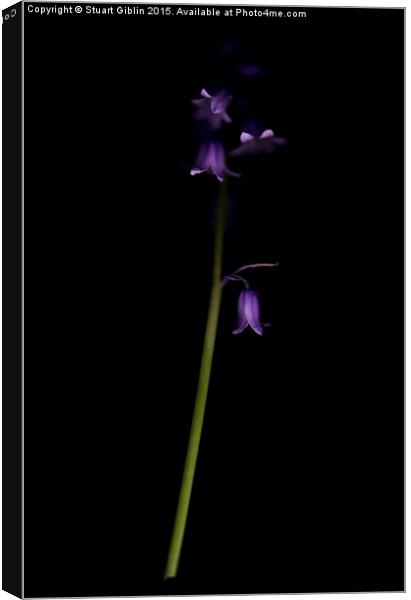 Bluebell - Two Canvas Print by Stuart Giblin