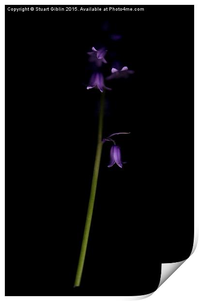 Bluebell - Two Print by Stuart Giblin