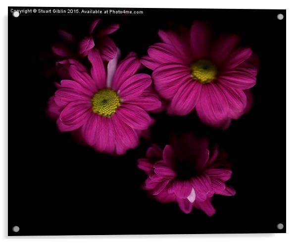 Chrysanthemum - One Acrylic by Stuart Giblin