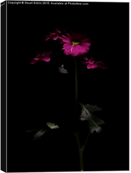 Chrysanthemum - Two Canvas Print by Stuart Giblin