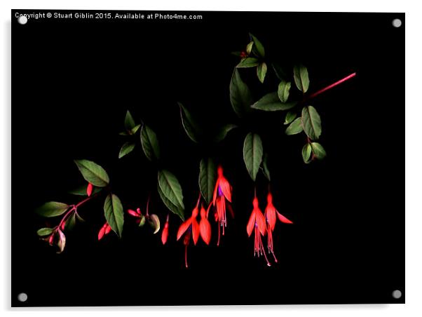 Fuchsia on Dark Acrylic by Stuart Giblin