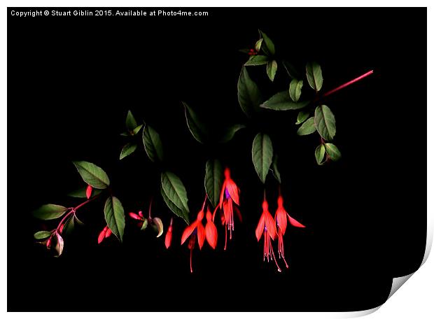 Fuchsia on Dark Print by Stuart Giblin