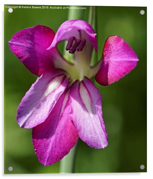  Wild Gladiolus  Acrylic by Lady Debra Bowers L.R.P.S