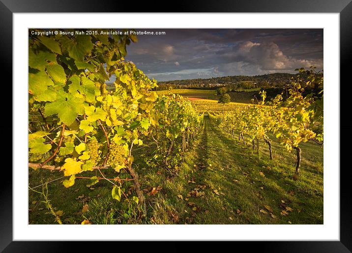 Vineyard in Autumn Framed Mounted Print by Iksung Nah