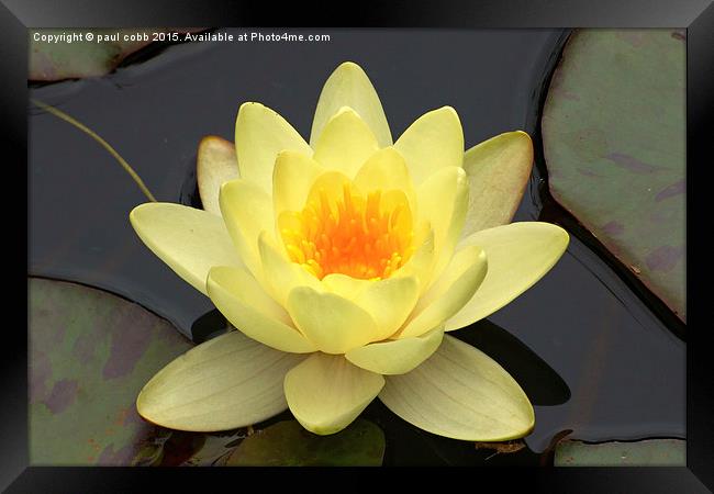 Yellow lily  Framed Print by paul cobb