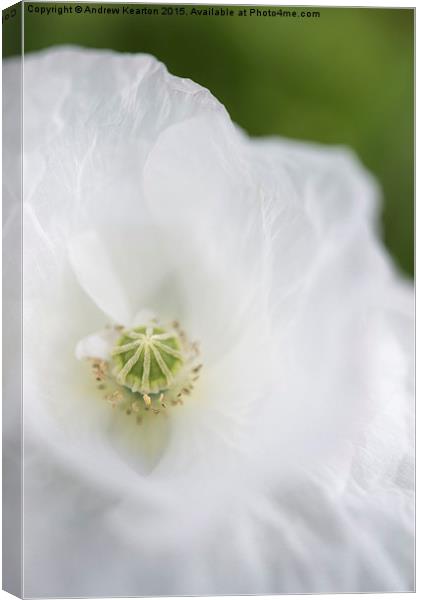  Soft white, papery petals Canvas Print by Andrew Kearton