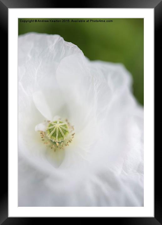 Soft white, papery petals Framed Mounted Print by Andrew Kearton