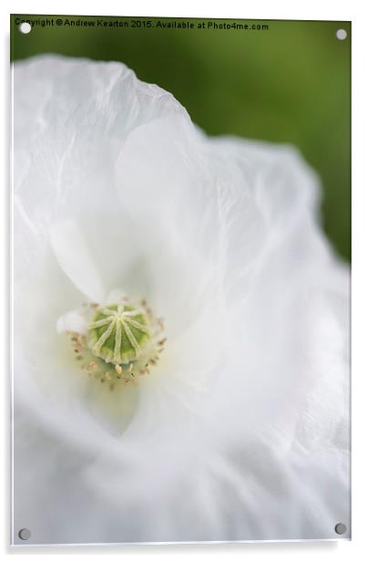  Soft white, papery petals Acrylic by Andrew Kearton