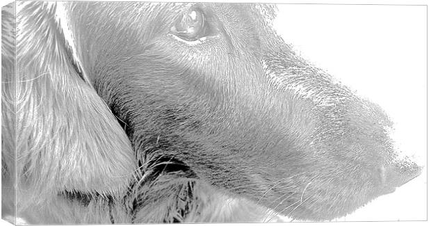  Flat Coat Retriever Labrador Canvas Print by Sue Bottomley