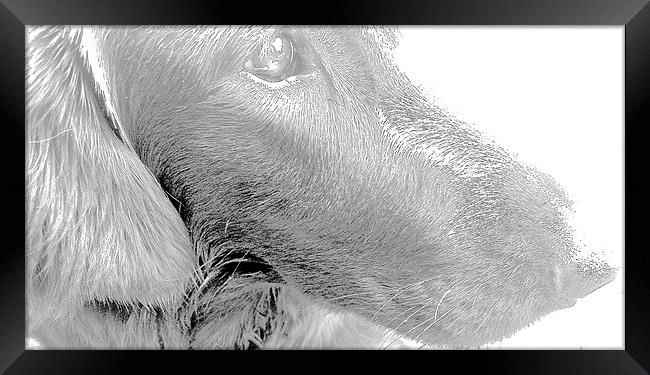  Flat Coat Retriever Labrador Framed Print by Sue Bottomley