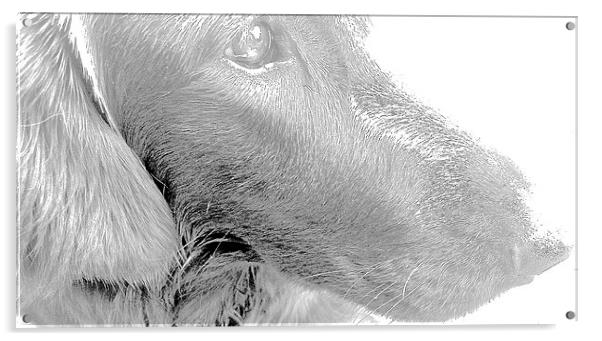  Flat Coat Retriever Labrador Acrylic by Sue Bottomley
