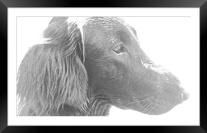 Flat Coat Retriever   Framed Mounted Print by Sue Bottomley