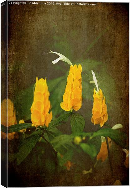  Golden Shrimp Plant Canvas Print by LIZ Alderdice