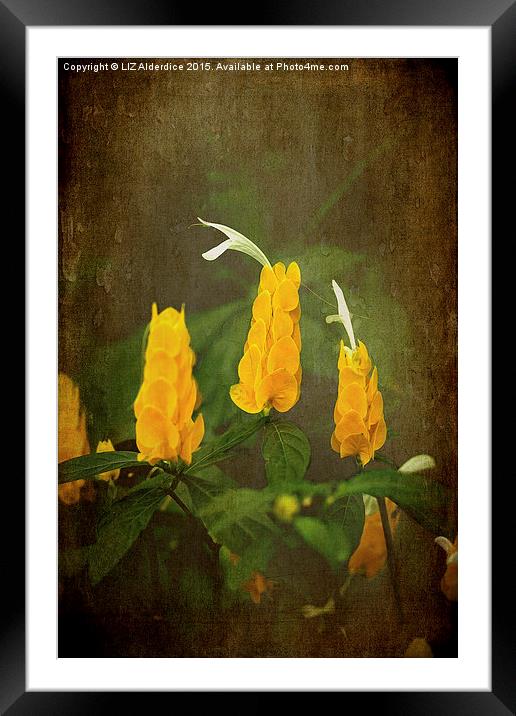  Golden Shrimp Plant Framed Mounted Print by LIZ Alderdice