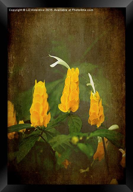  Golden Shrimp Plant Framed Print by LIZ Alderdice