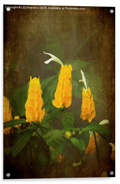  Golden Shrimp Plant Acrylic by LIZ Alderdice